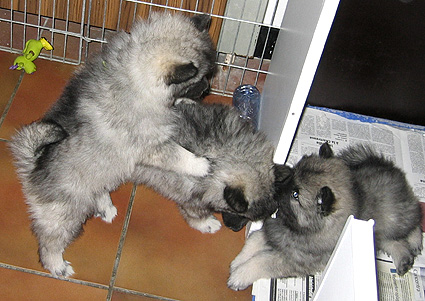 Bonny & Donatus